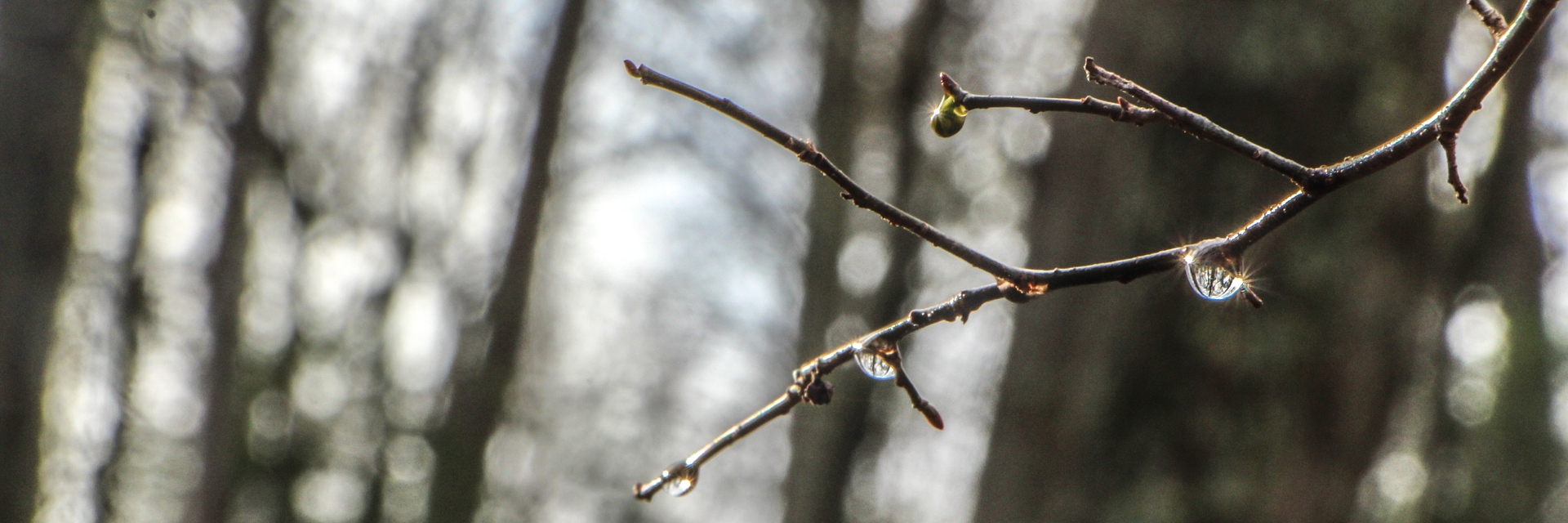 branch with dew drop